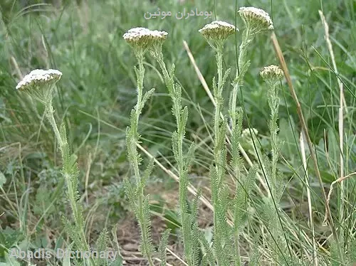 بومادران موئین